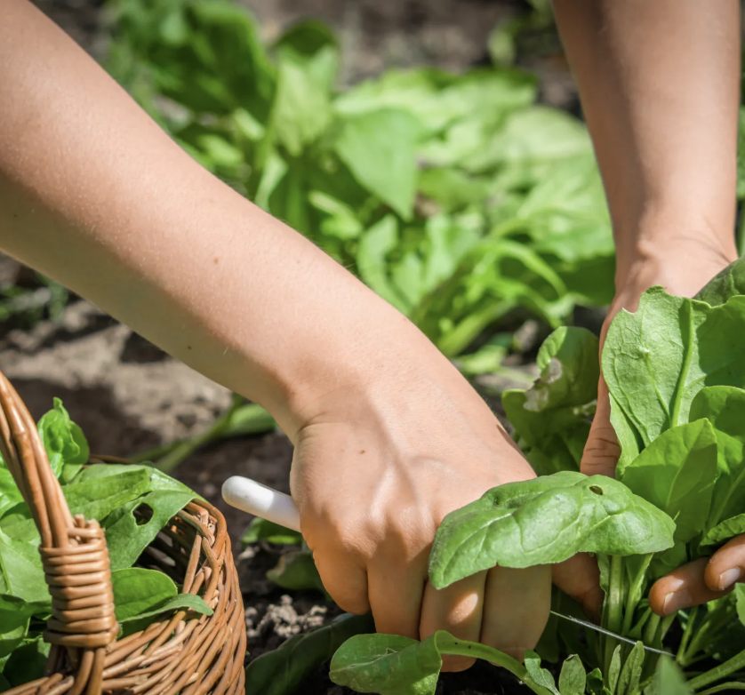 EXPERT COMMENTARY: The best vegetables to plant at this time of year